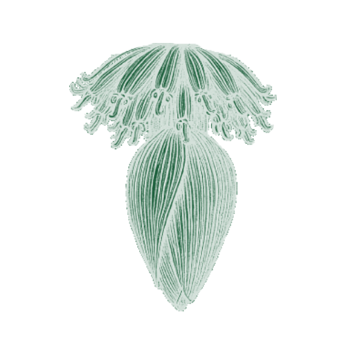 Fleurs de banane chaire