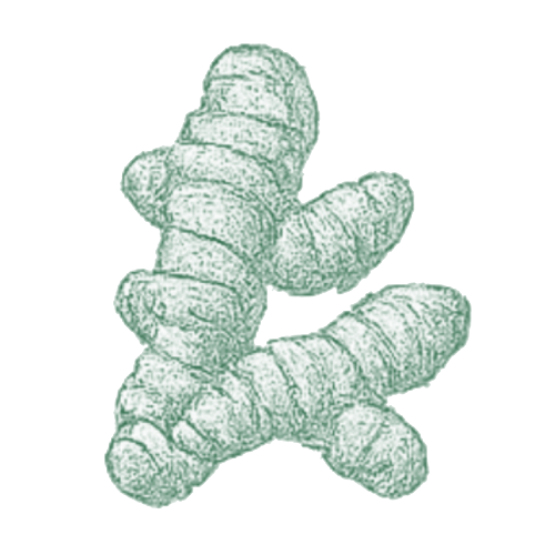 Curcuma