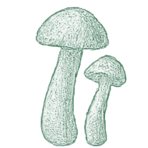 Chanterelle