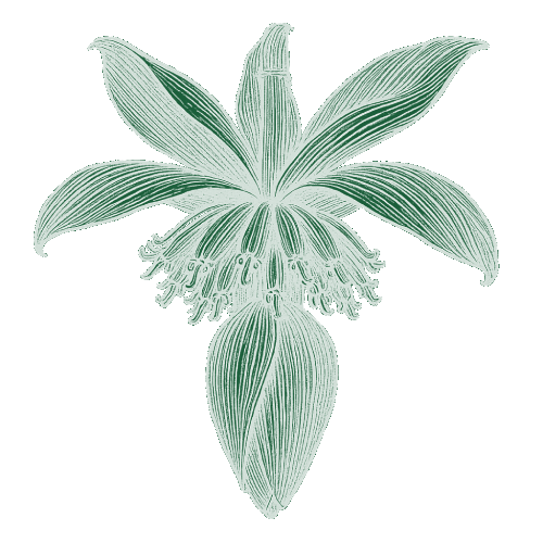 Fleur de banane pétale