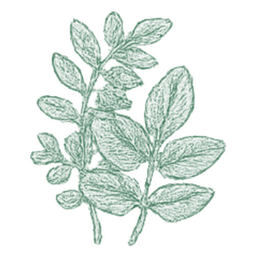 Moringa