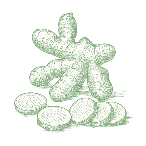 Gingembre frais