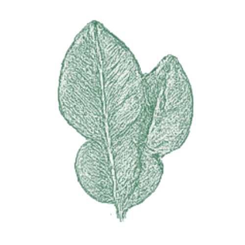 Feuilles de kaffir