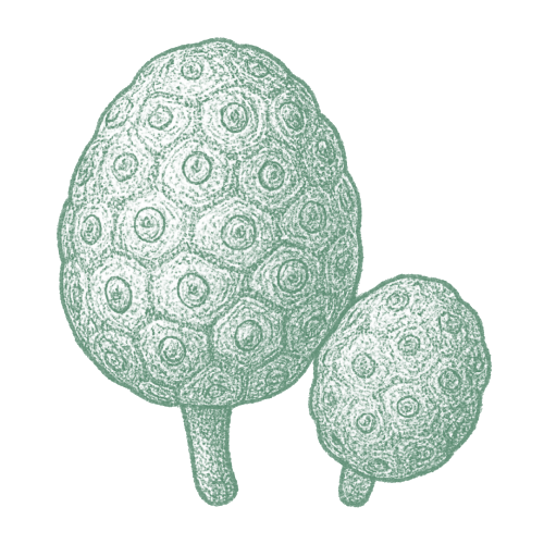 Noni