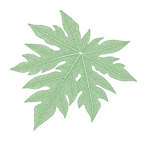 Feuilles de Papaye