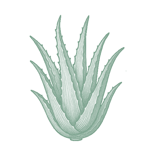 Aloe vera