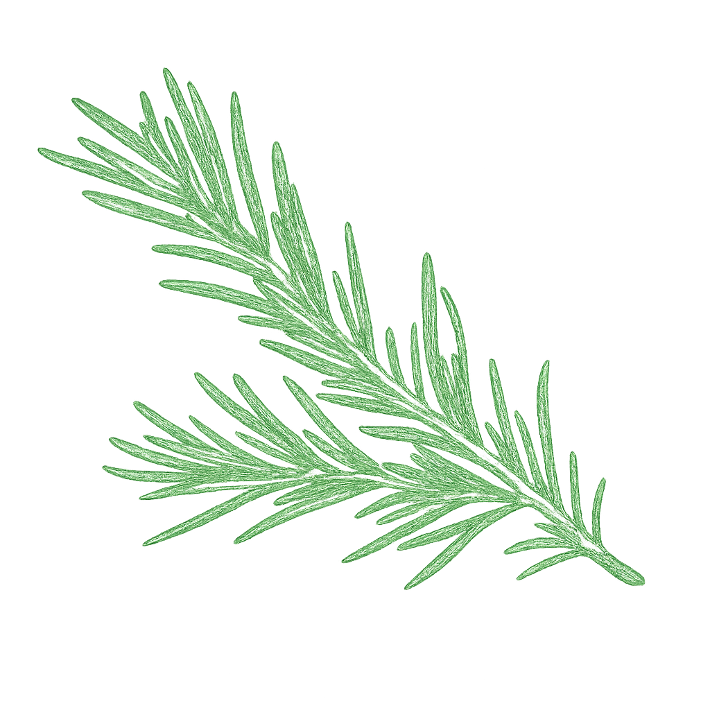 Romarin