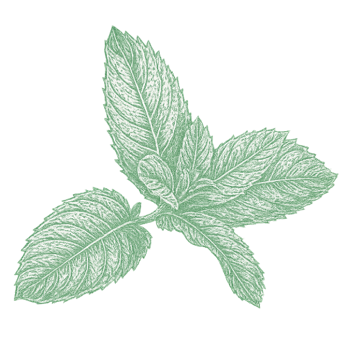 Menthe