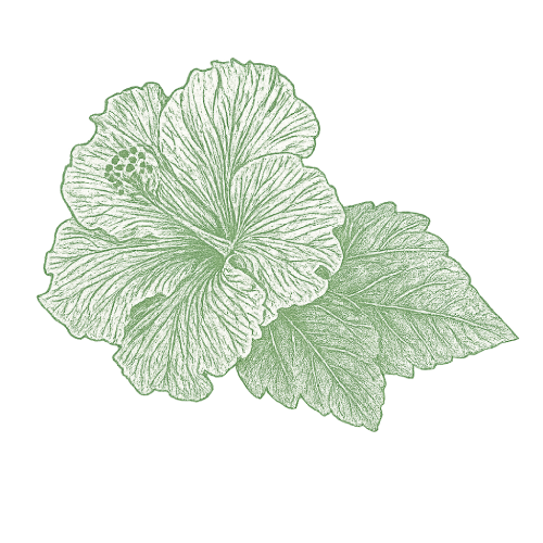 Hibiscus