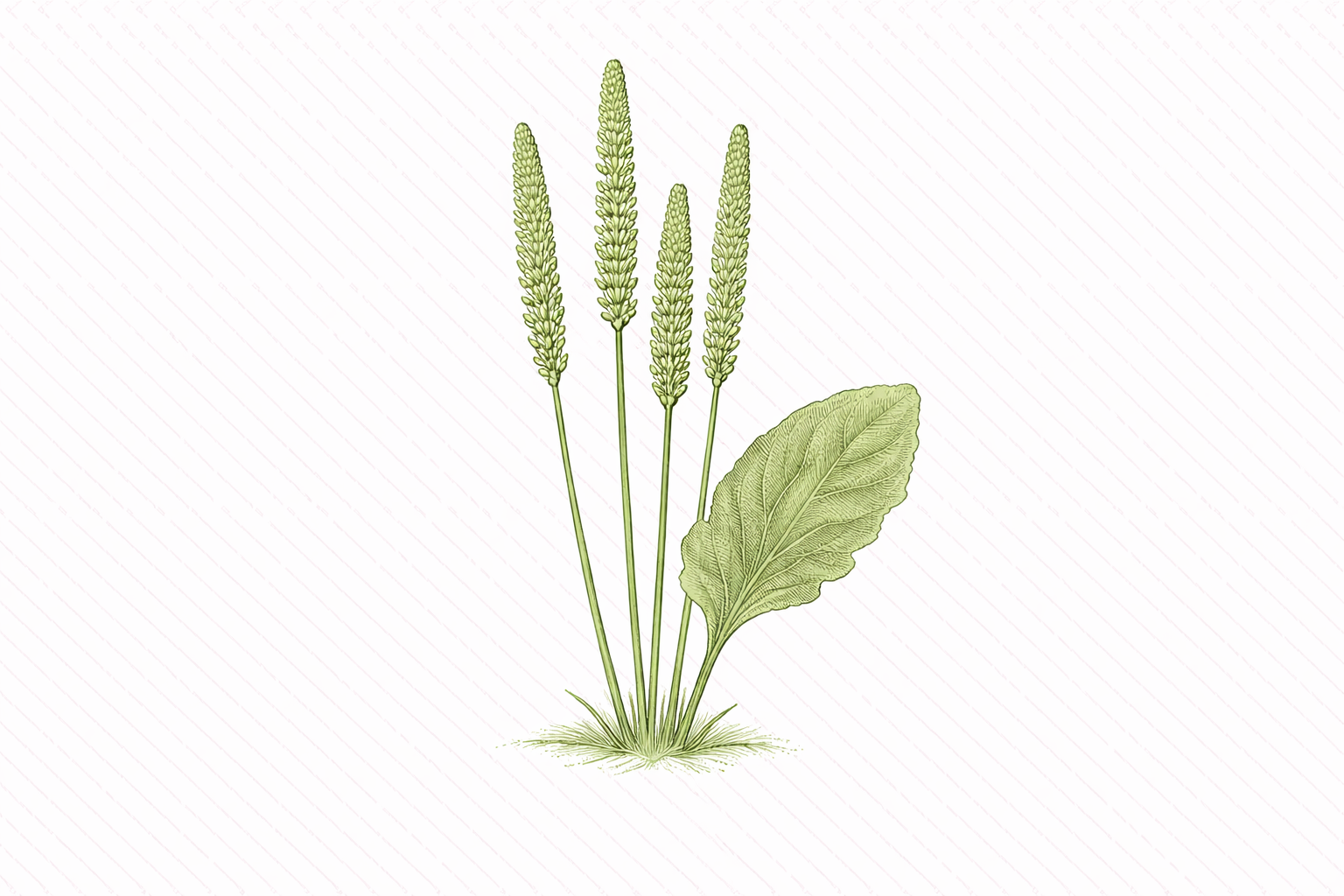 Psyllium (Dehydrated)