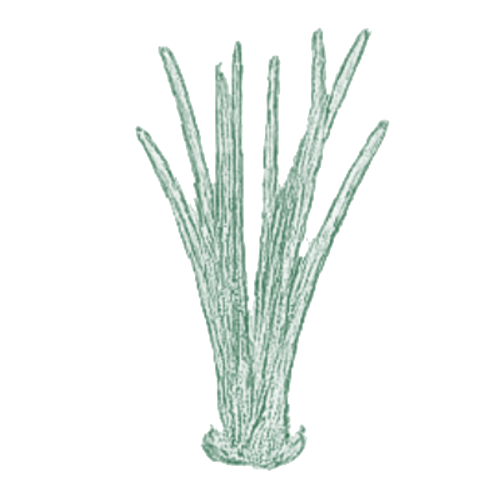 Citronnelle